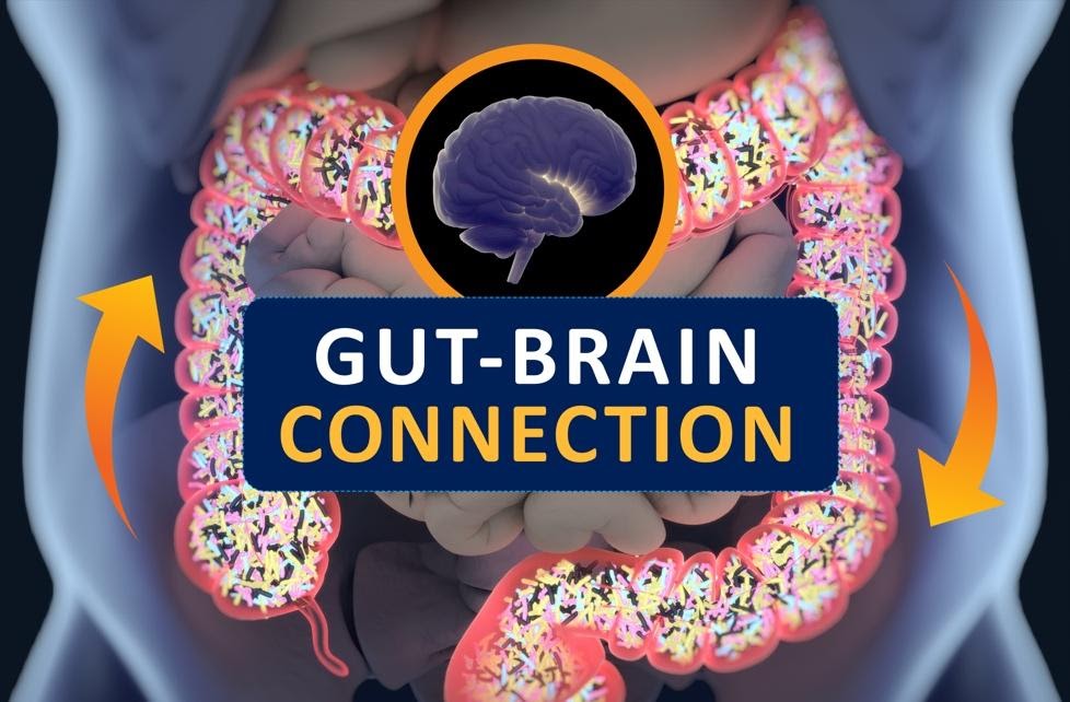 gut brain connection